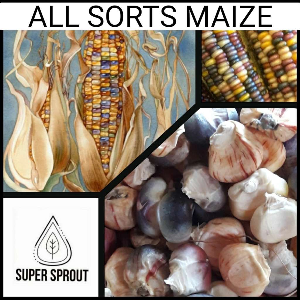 CARAMEL CRUNCH MAIZE x 25 seeds