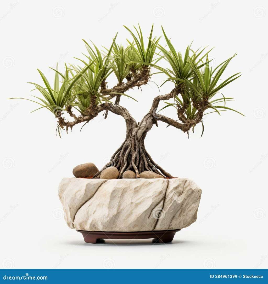 LEOPARD TREE (Caesalpinia Ferrea)x 10 seeds