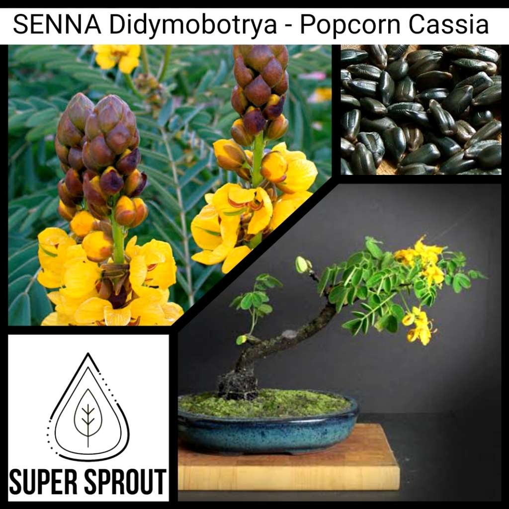 POPCORN PLANT CA5SSIA BONSAI x 10 seeds