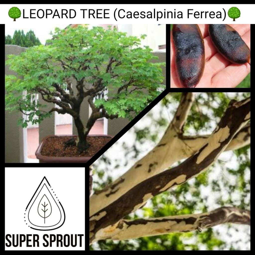 LEOPARD TREE (Caesalpinia Ferrea)x 10 seeds