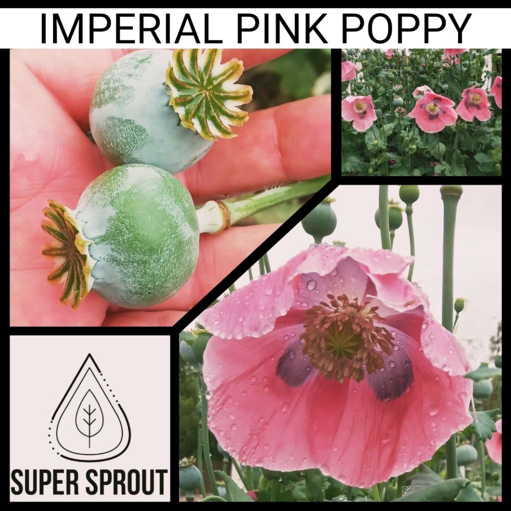 IMPERIAL PINK POPPY x 100+ seeds
