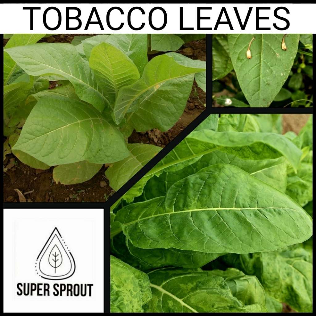 TOBACCO (Nicotiana spp.)x 100+ seeds