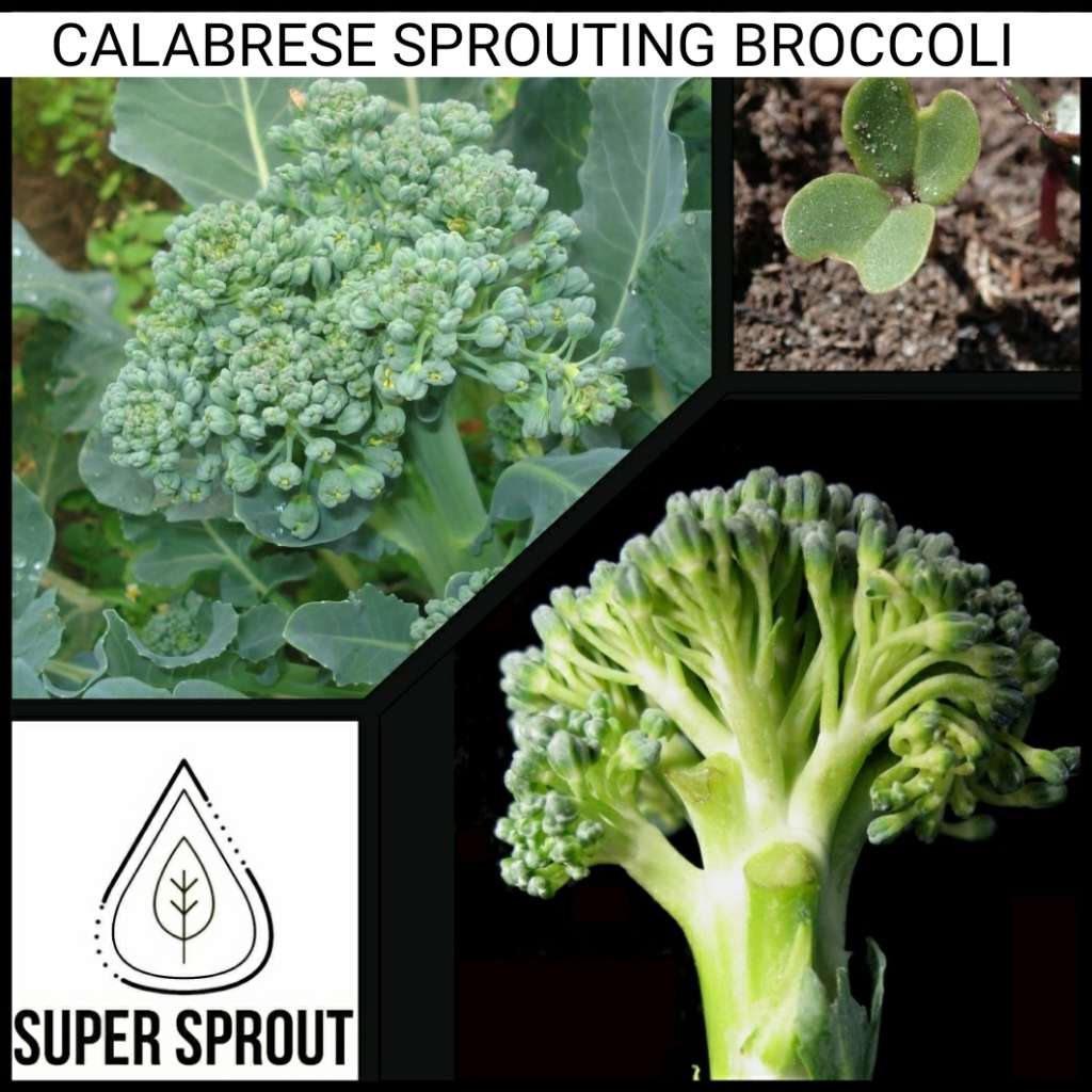 CALABRESE SPROUTING BROCCOLI  x 100+ seeds