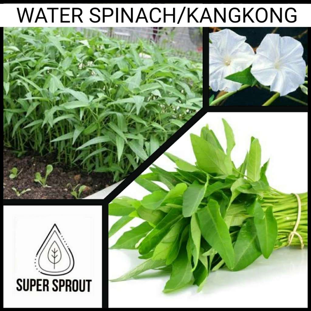 WATER SPINACH/Kangkong  x 10 seeds