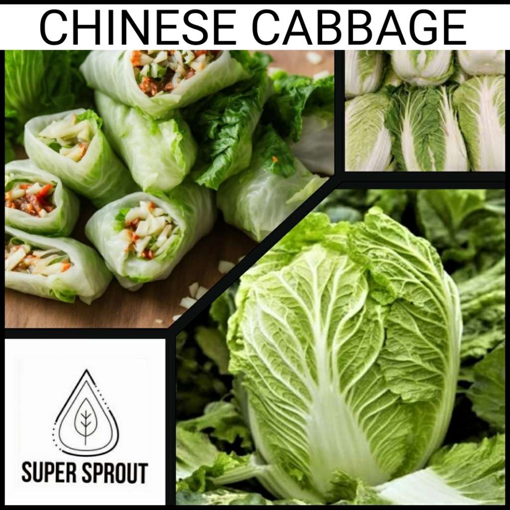 CHINESE CABBAGE x 25+ seeds