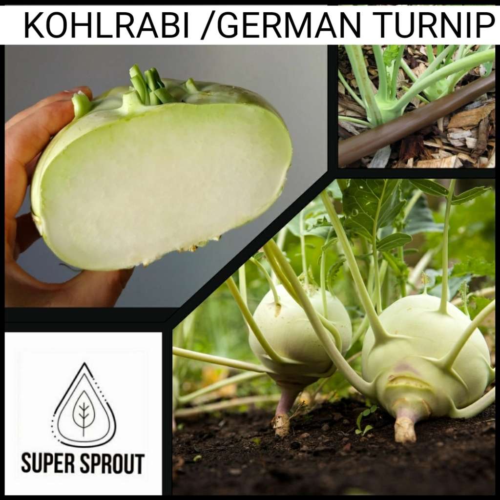 KOHLRABI WHITE  x 15+ seeds