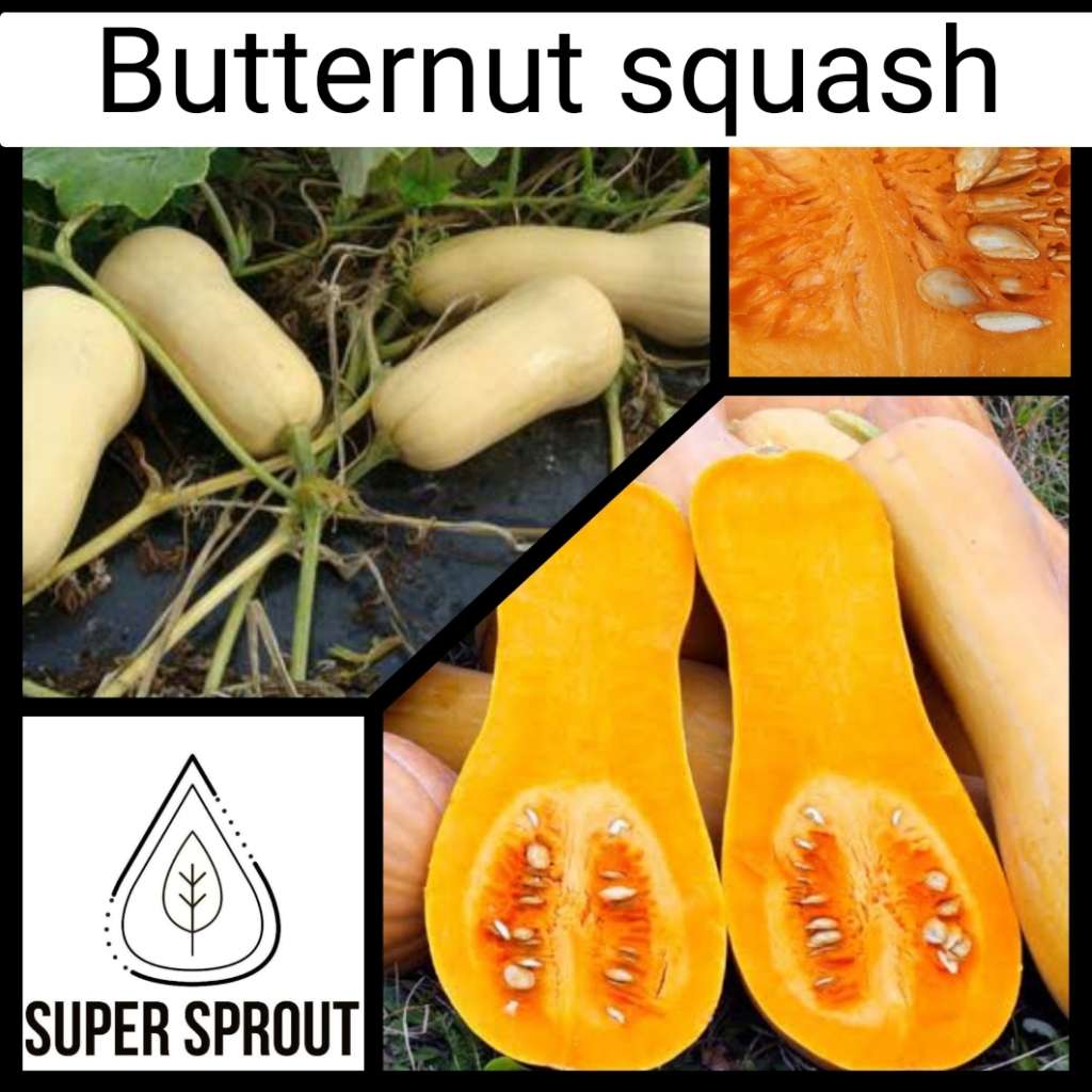 BUTTERNUT SQUASH x 10 seeds