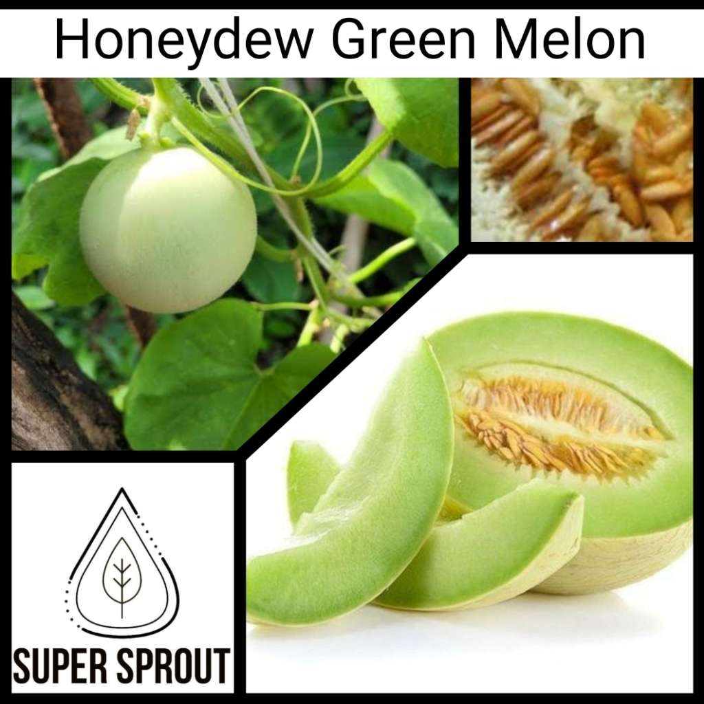 HONEYDEW GREEN MELON x 10 seeds