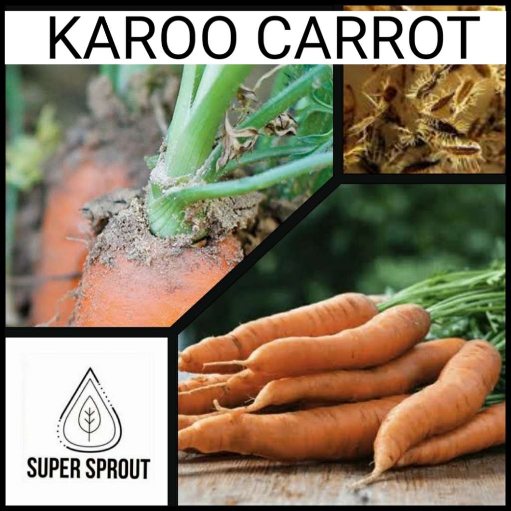 CHANTENAY KAROO CARROTS  x 100+ seeds