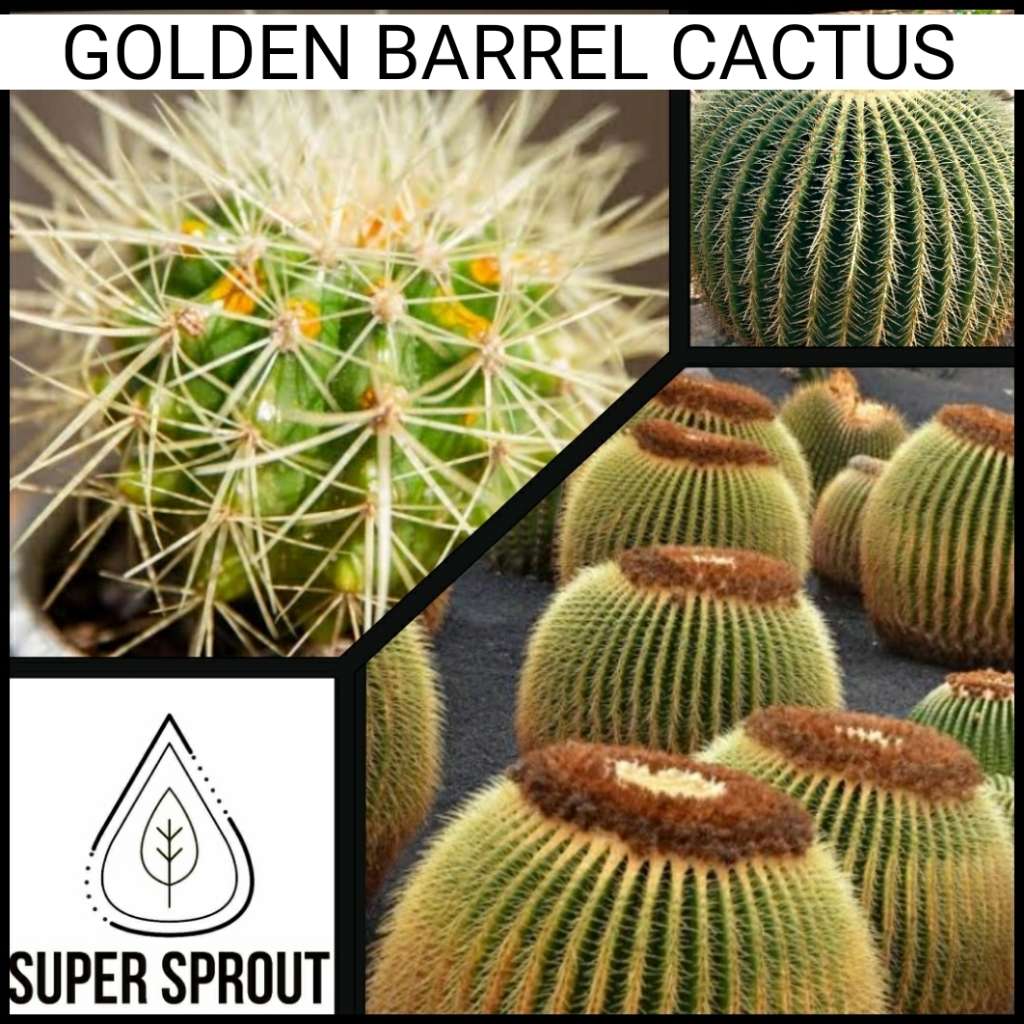 GOLDEN BARREL CACTUS x 25+ seeds