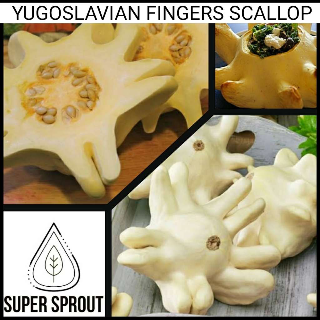 YUGOSLAVIAN FINGERS SCALLOP x 5 seeds