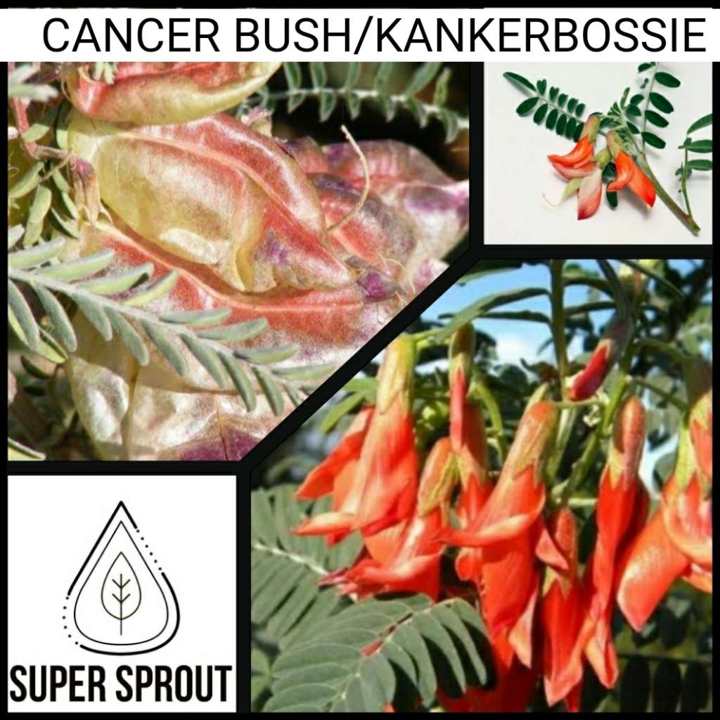 CANCER BUSH/KANKERBOSSIE x 15+ seeds