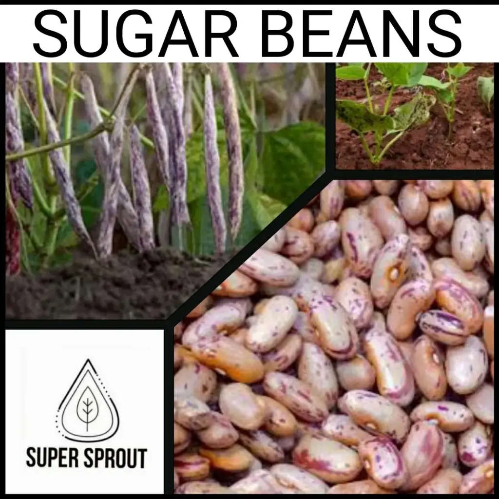 SUGAR BEANS x 20+ seeds