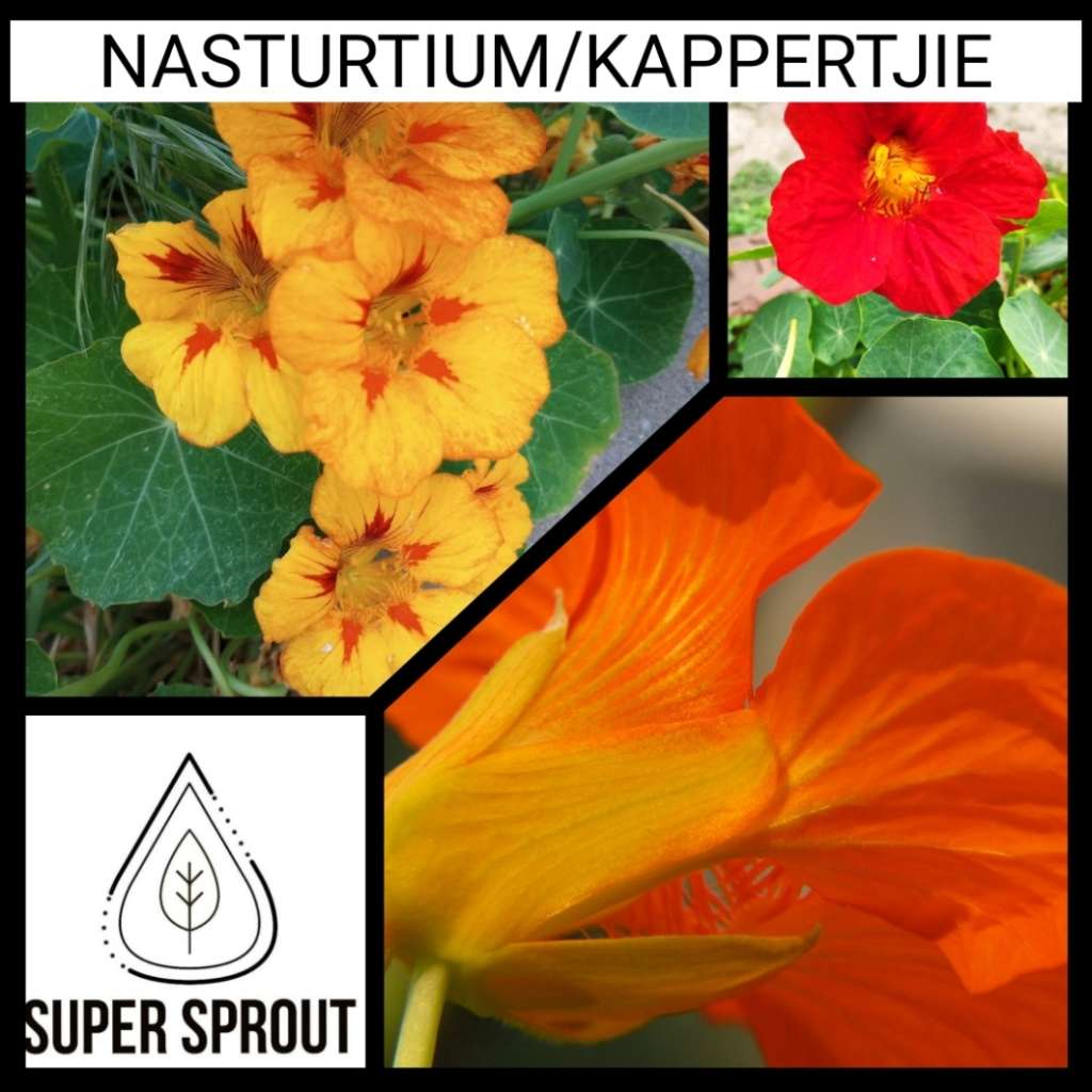 NASTURTIUM/KAPPERTJIE x 25+ seeds