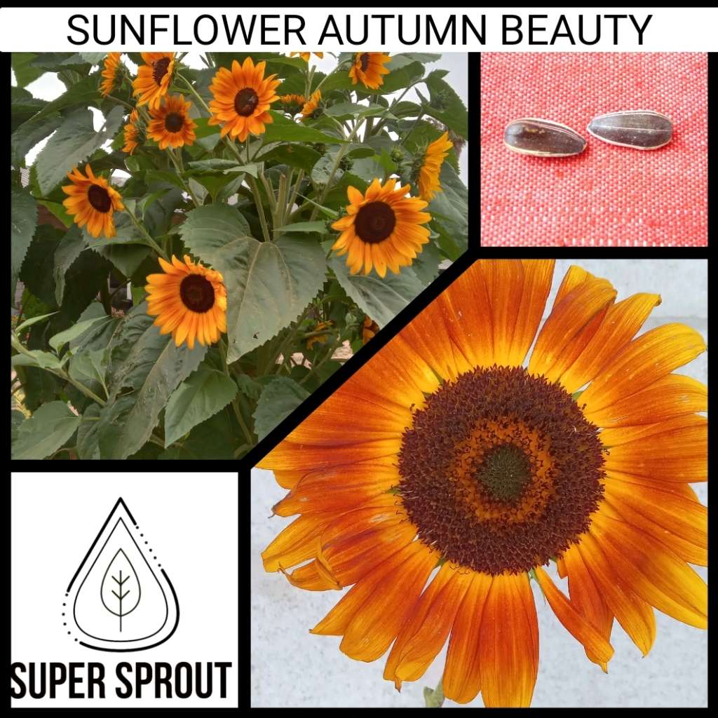 SUNFLOWER AUTUMN BEAUTY x 25 seeds