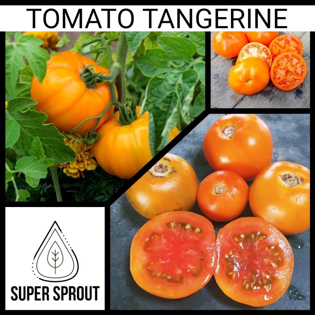 LUCKY TOMATO PACKET x 50+ organic seeds