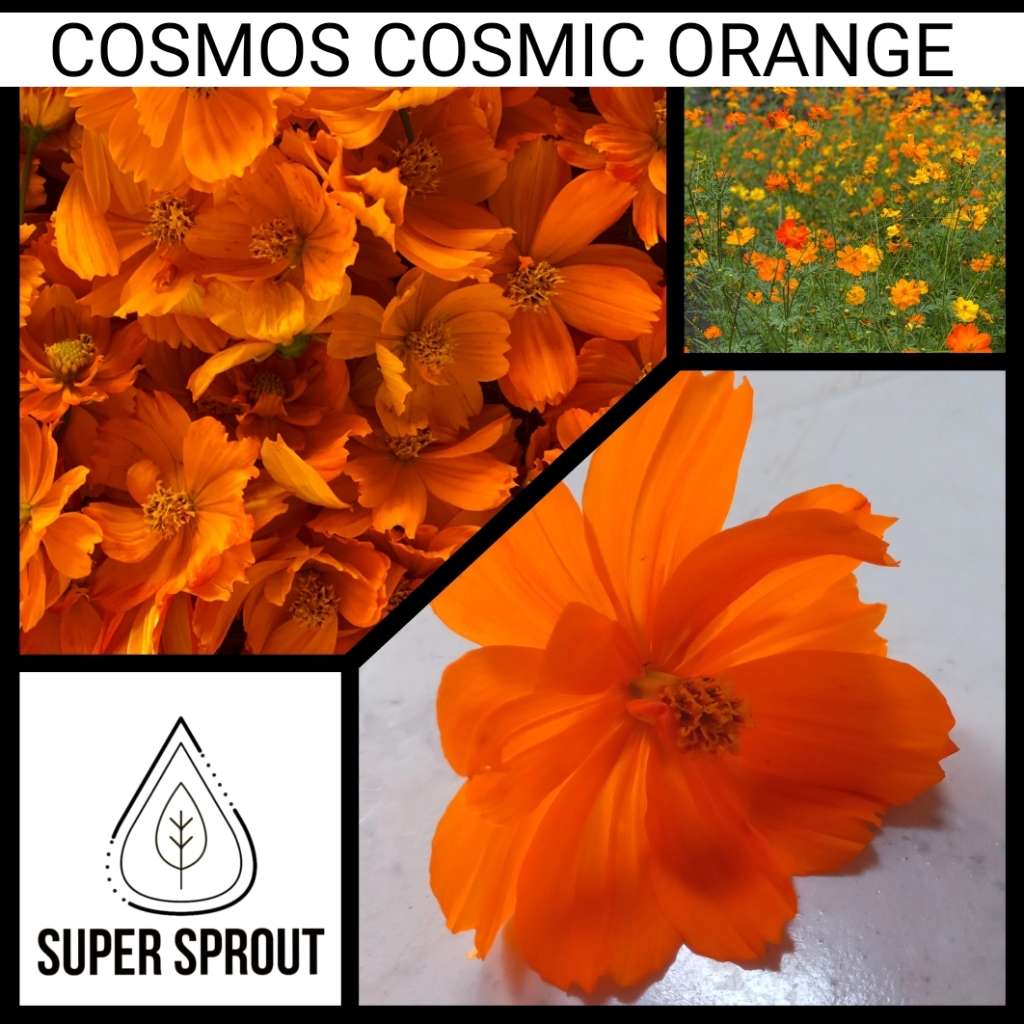 LUCKY TOMATO PACKET x 50+ organic seeds