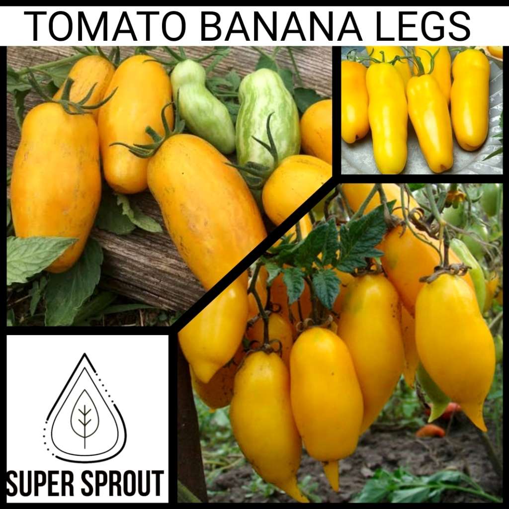 LUCKY TOMATO PACKET x 50+ organic seeds