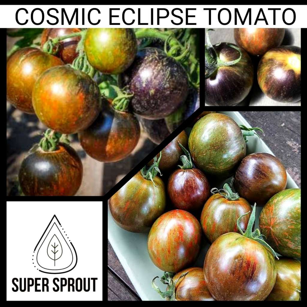 LUCKY TOMATO PACKET x 50+ organic seeds