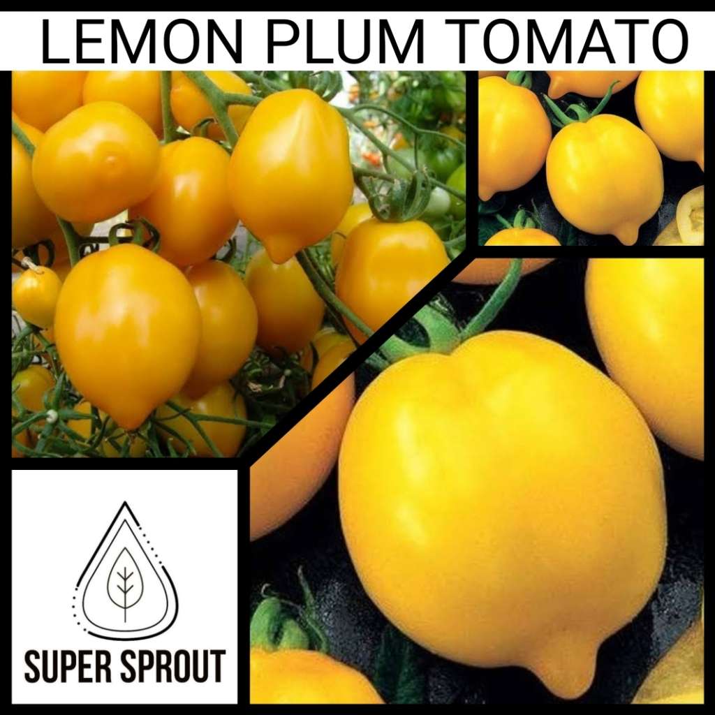 LUCKY TOMATO PACKET x 50+ organic seeds