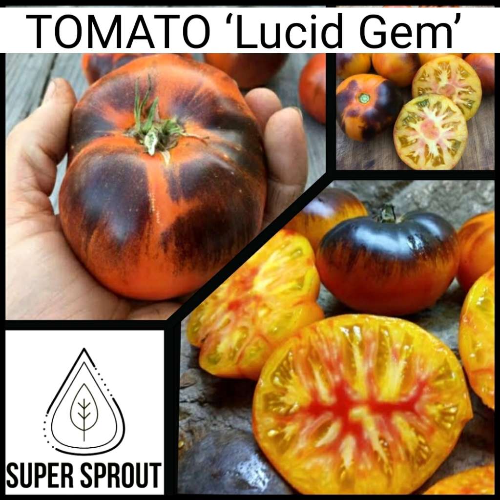 LUCKY TOMATO PACKET x 50+ organic seeds