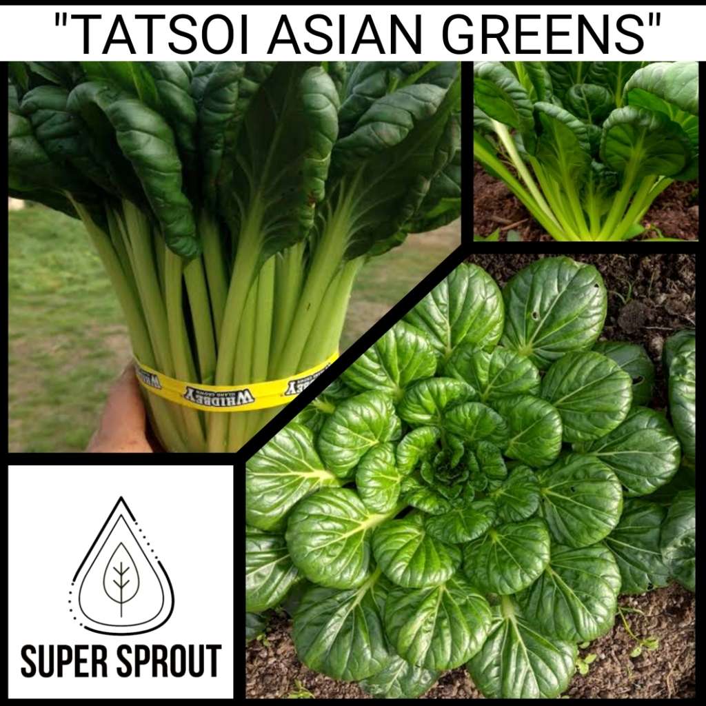 TATSOI  ASIAN GREEN x 25+ organic seeds