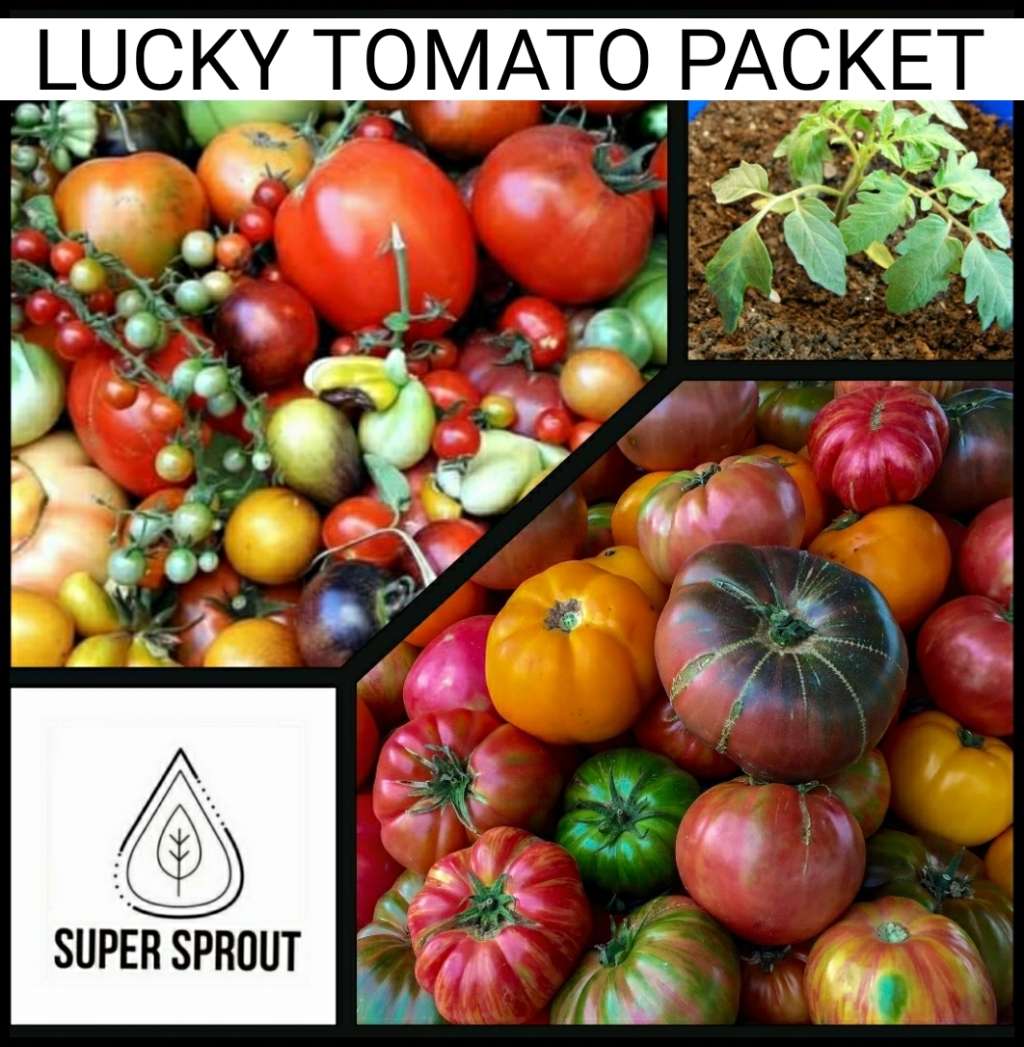 LUCKY TOMATO PACKET x 50+ organic seeds