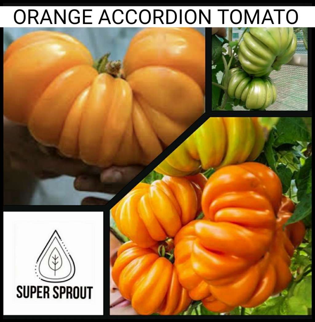 ORANGE ACCORDION TOMATO x 10 organic seeds