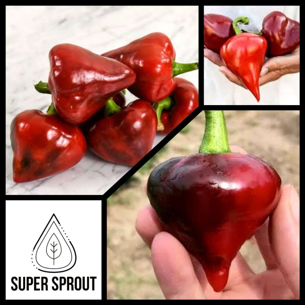 UKRAINIAN LESYA PEPPER x 10 organic seeds