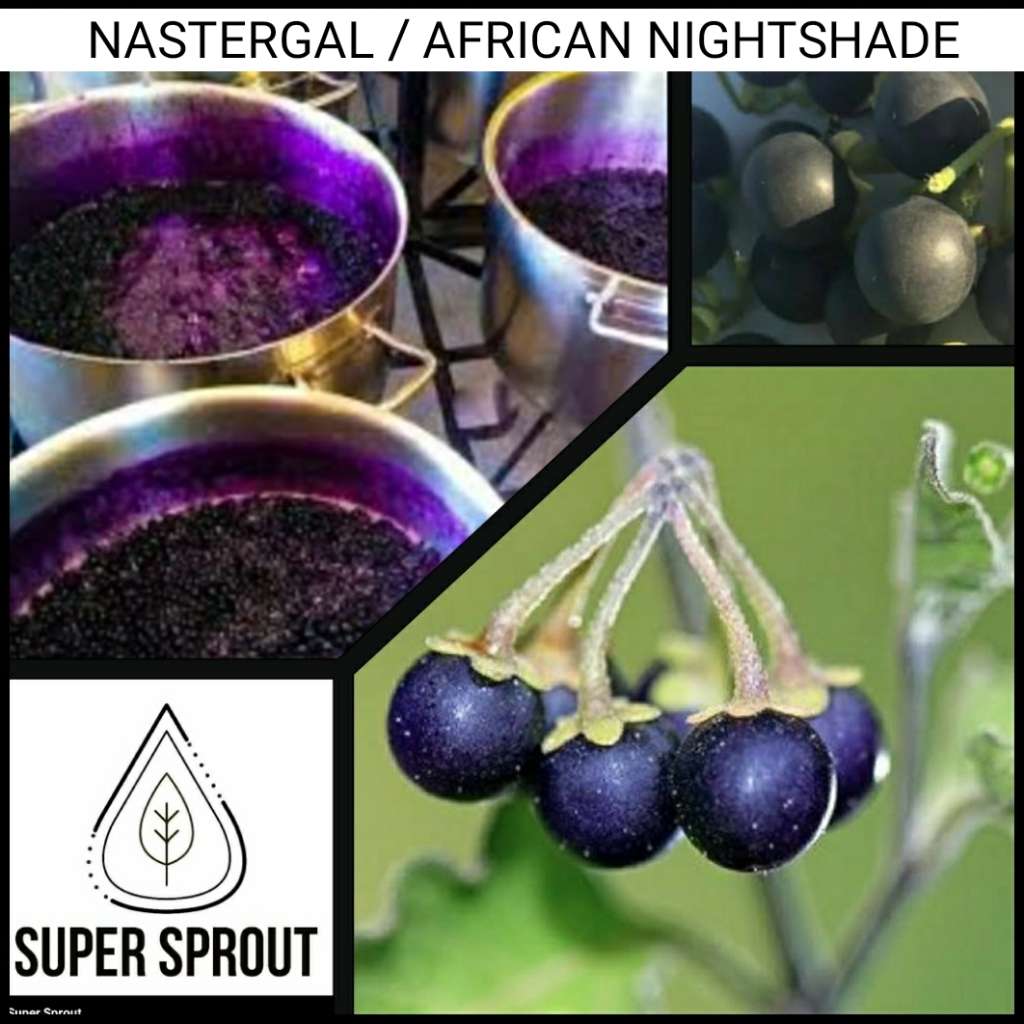 NASTERGAL/AFRICAN NIGHTSHADE  x 25+ seeds