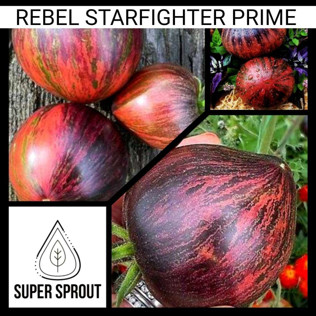 Rebel Starfighter Prime x 10 organic seeds
