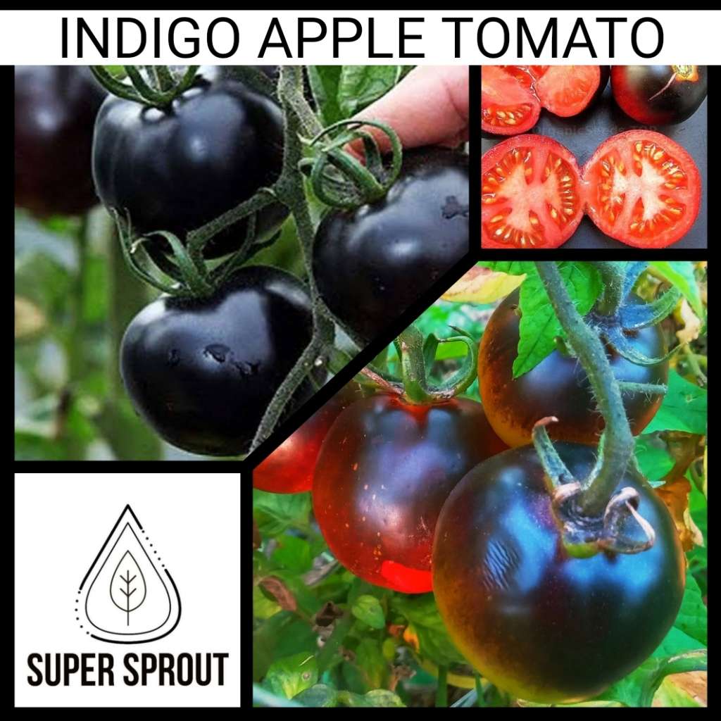 INDIGO APPLE TOMATO x 10 seeds