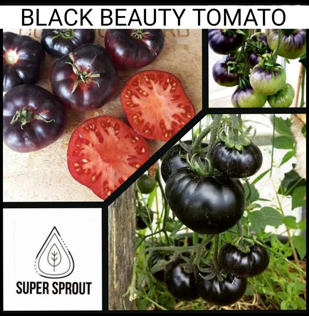 BLACK BEAUTY TOMATOES x 15+ seeds