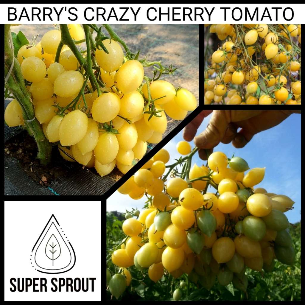 BARRY`S CRAZY CHERRY TOMATO x 15 organic seeds