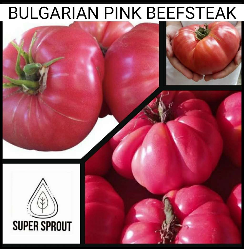 BULGARIAN PINK BEEFSTEAK TOMATO x 15+ seeds