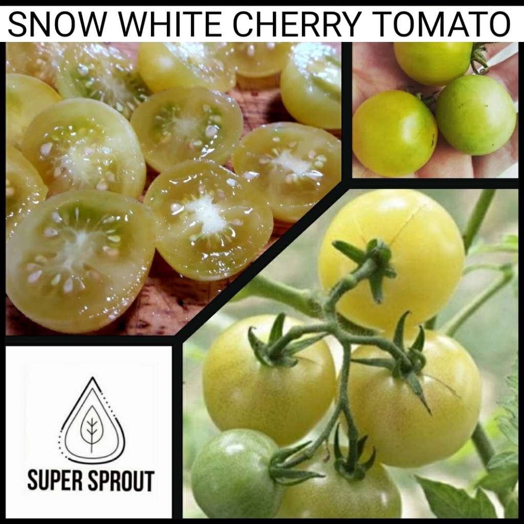 SNOW WHITE CHERRY TOMATO x 15+ seeds