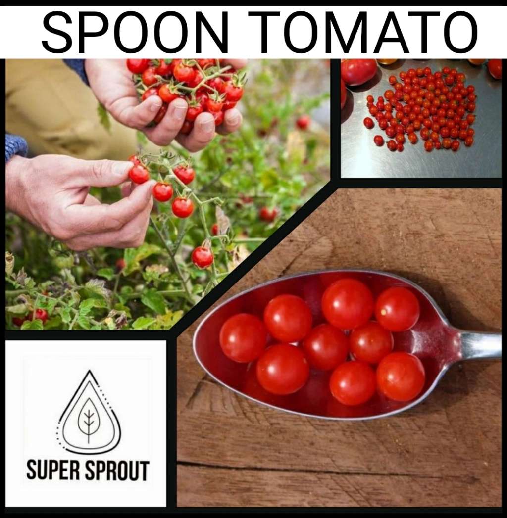 SPOON TOMATO x 15+ seeds