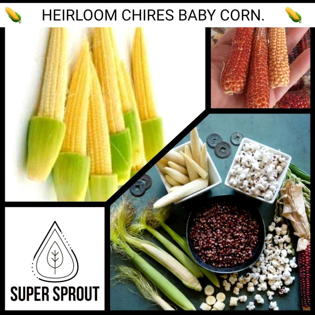 CHIRES BABY CORN x 25 organic seeds