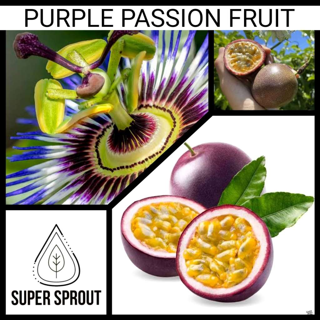 PURPLE PASSION FRUIT x 15 organic seeds