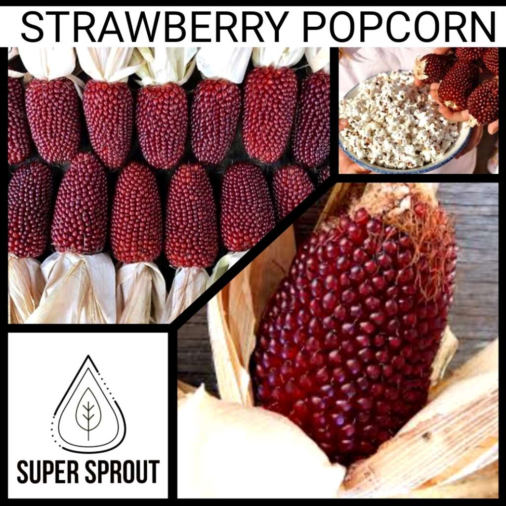 STRAWBERRY POPCORN x 25 organic seeds