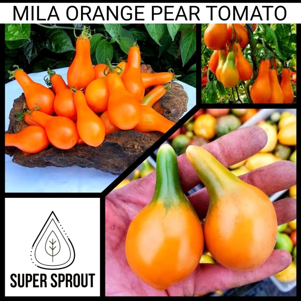 Mila Orange Pear Cherry Tomato x 15 seeds