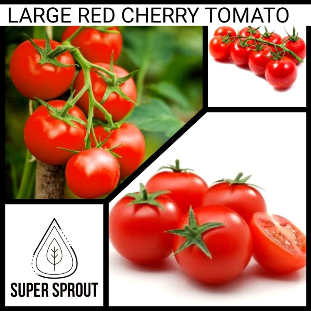 Large Red Cherry Tomato x 15 organic seeds