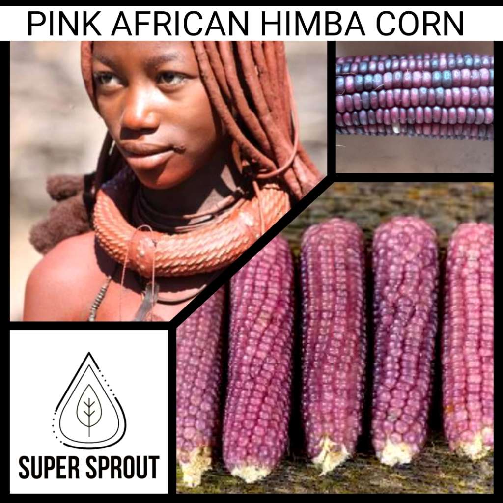 Heirloom Pink Himba Corn x 25 organic seeds