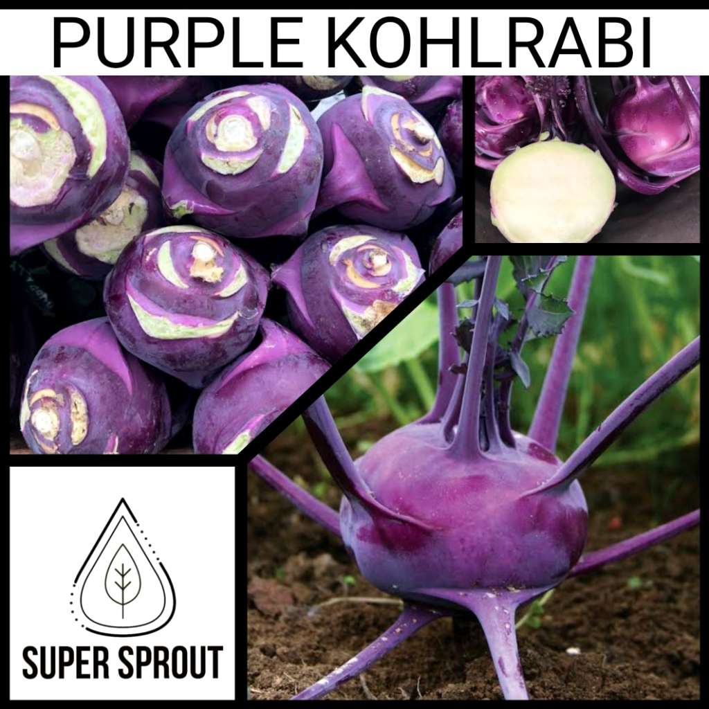 Purple Kohlrabi x 50 + organic seeds