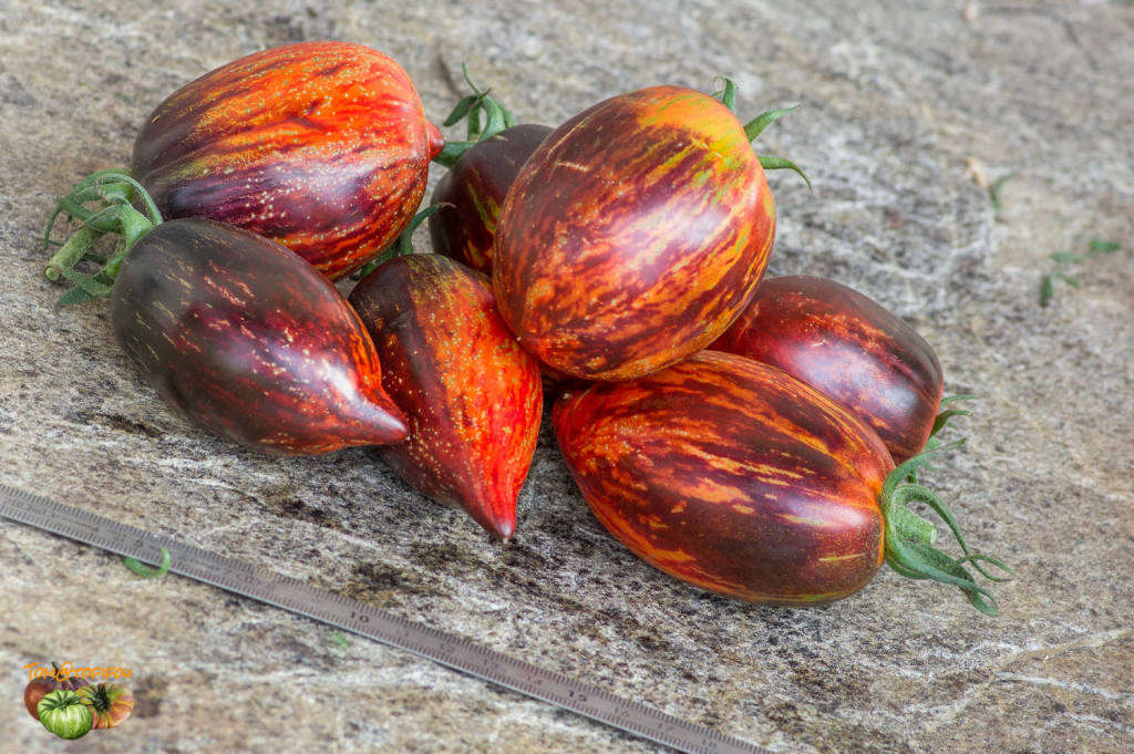 Gargamel tomato x 15 organic seeds