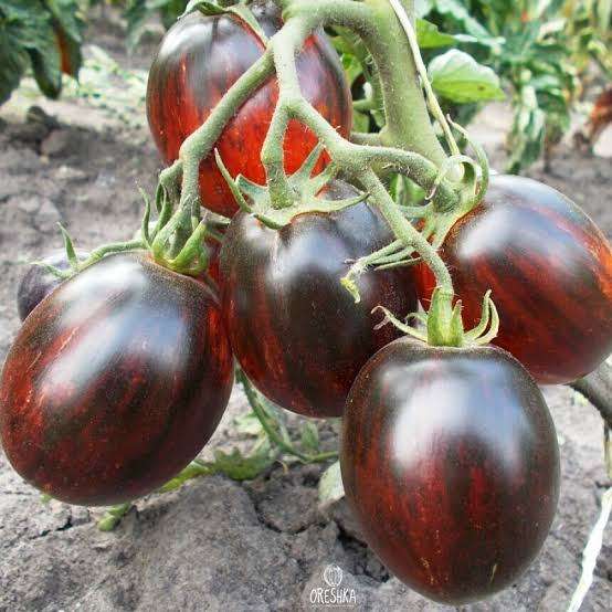 Gargamel tomato x 15 organic seeds