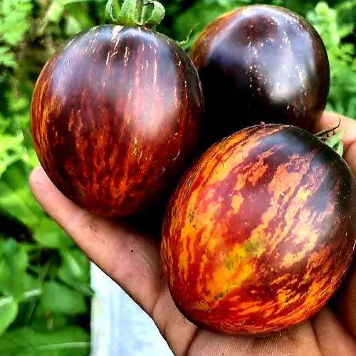 Gargamel tomato x 15 organic seeds