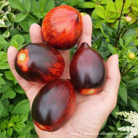 Gargamel tomato x 15 organic seeds