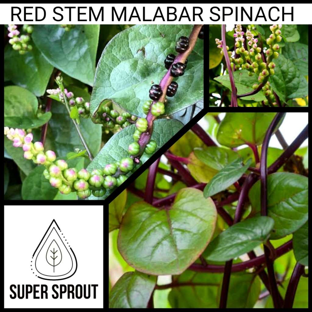 Red Stem Malibar Spinach x 10+ seeds