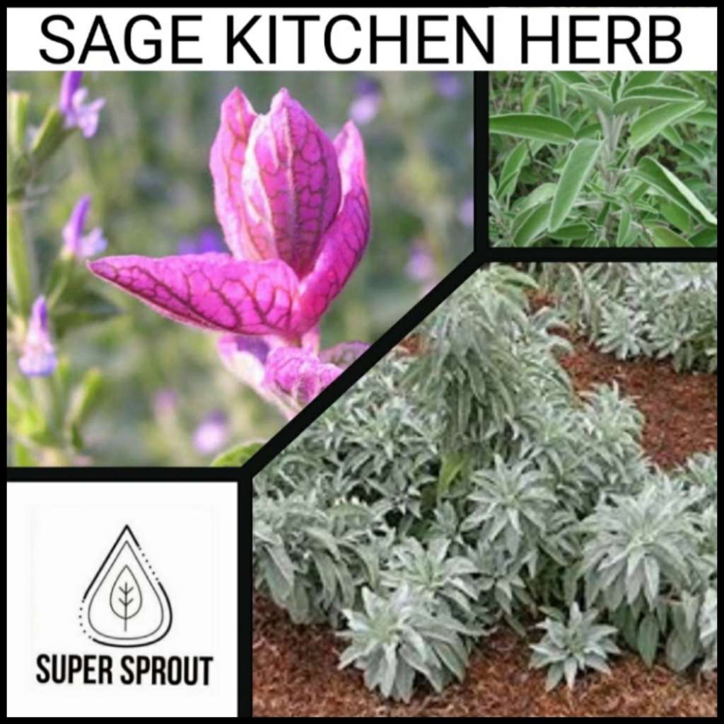 SAGE (Salvia officinalis) x 10 seeds